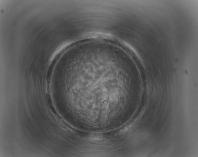 X0000086221267200704051231