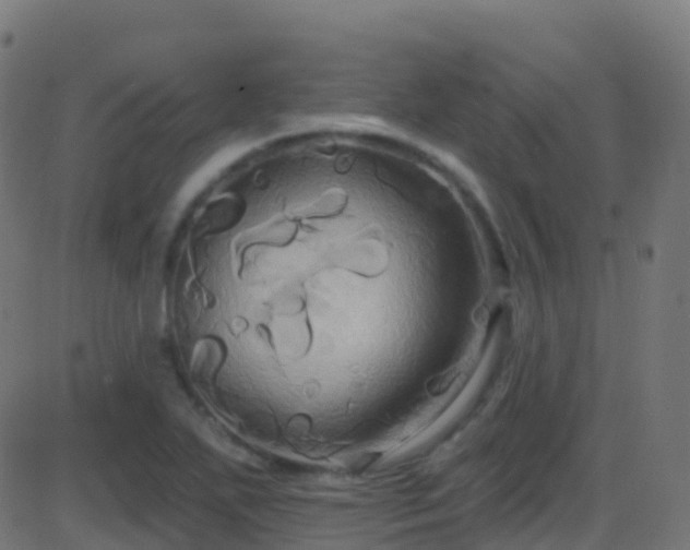 X0000086221271200704051231