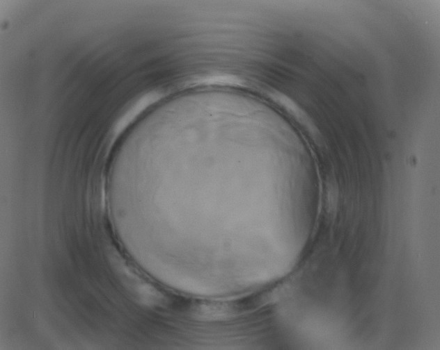 X0000086221274200704051231