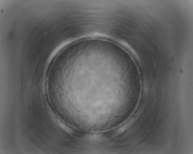 X0000086221278200704051231