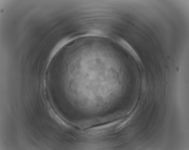 X0000086221292200704051230