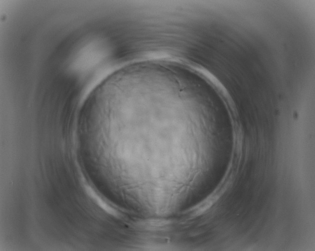 X0000086221294200704051230