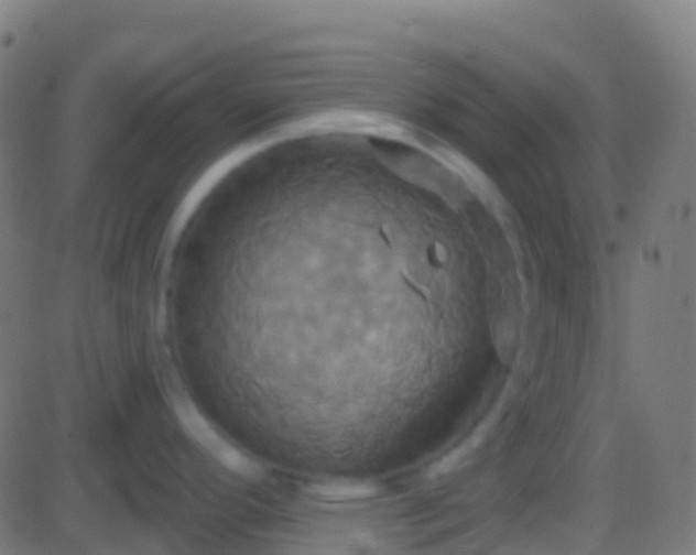 X0000086221296200704051230