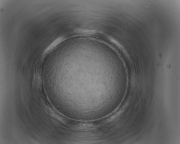 X0000086221354200704051229