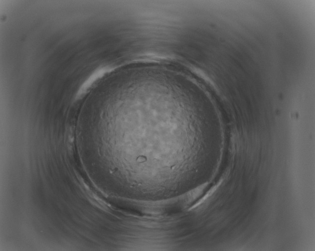 X0000086221355200704051229