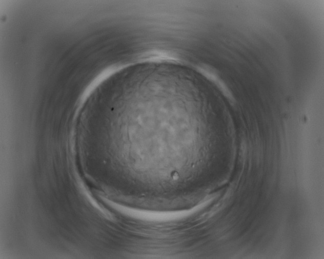 X0000086221375200704051229