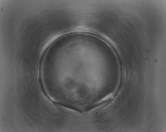 X0000086221415200704051228