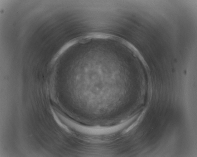 X0000086221433200704051229