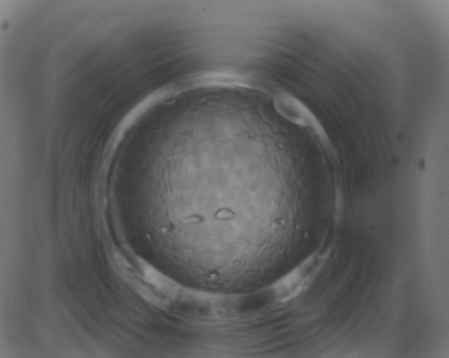 X0000086221435200704051229