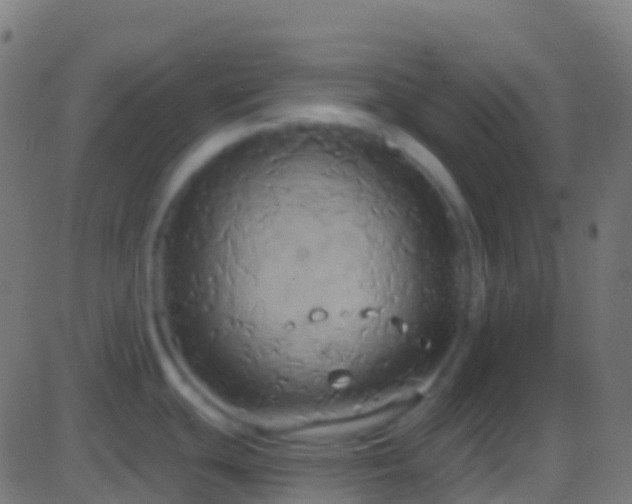 X0000086221439200704051229