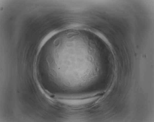 X0000086221440200704051229