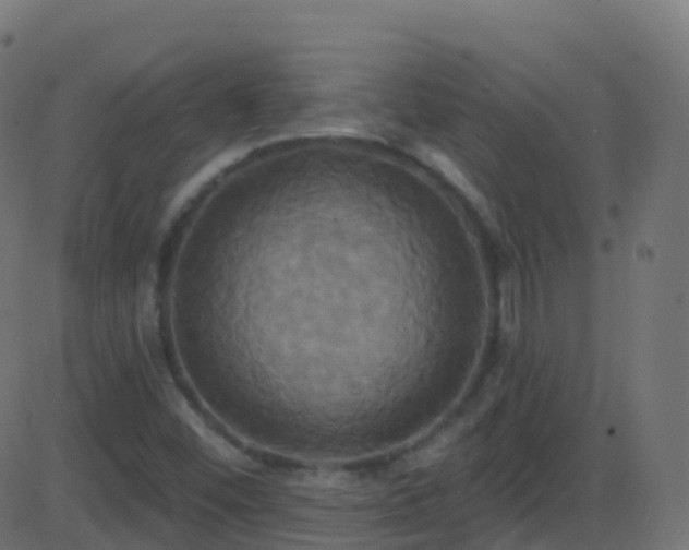 X0000086221452200704051228