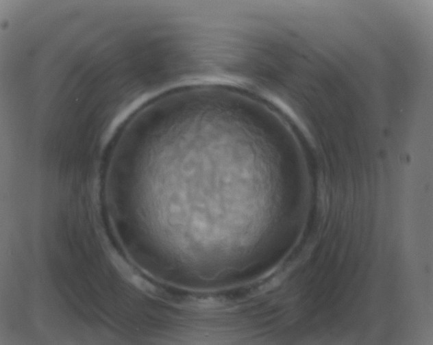 X0000086221460200704051228