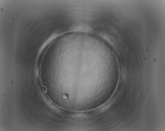 X0000086221462200704051228