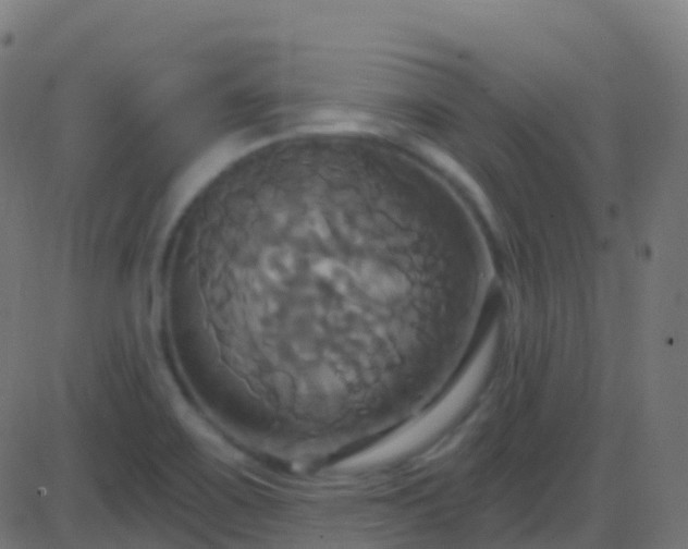 X0000086221467200704051227