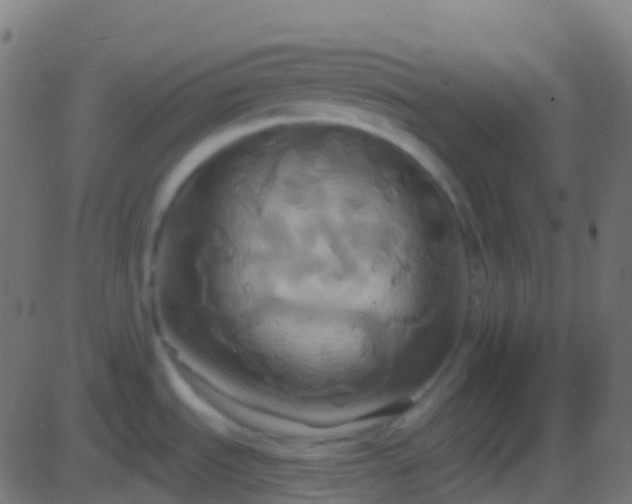 X0000086221535200704051227