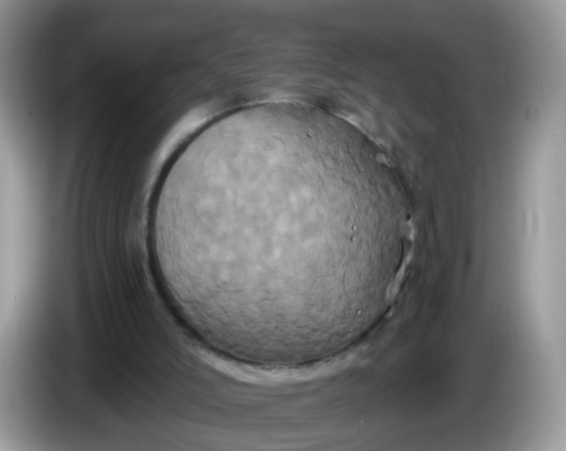 X0000086220006200704121905