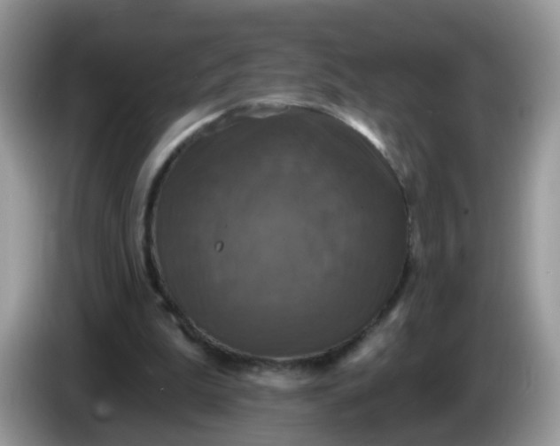 X0000086220199200704121903