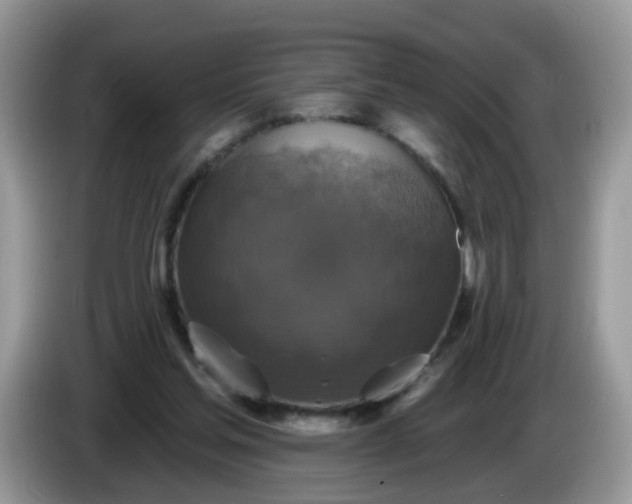 X0000086220205200704121903