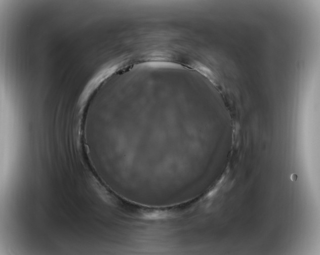 X0000086220293200704121902