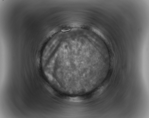 X0000086220309200704121902