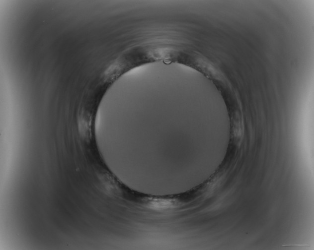 X0000086220332200704121901