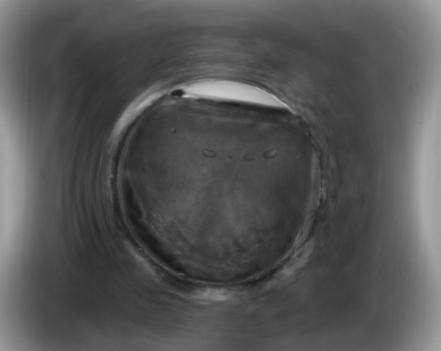 X0000086220341200704121901