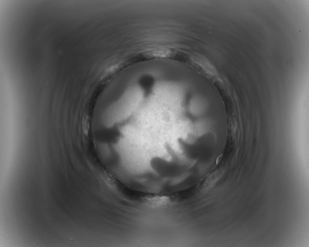 X0000086220374200704121901