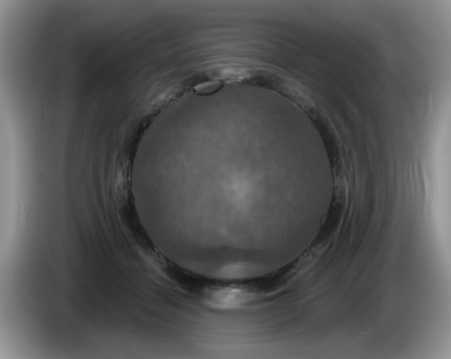 X0000086220460200704121900