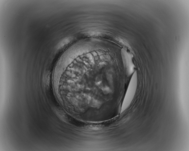 X0000086220495200704121859