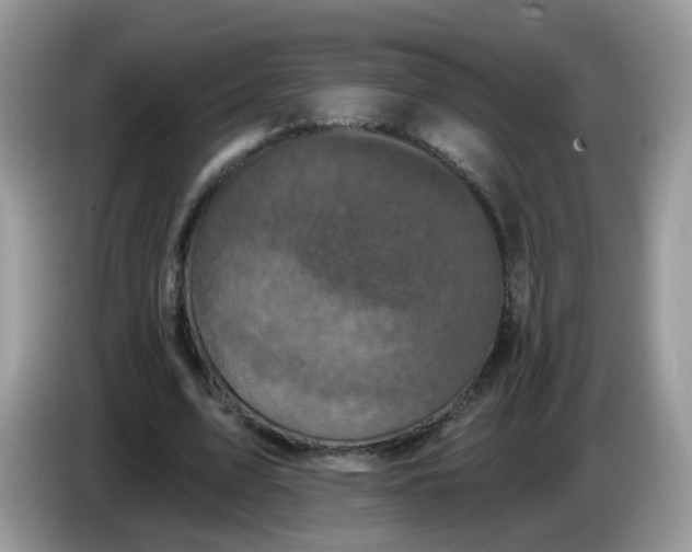 X0000086220583200704121858