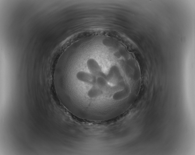 X0000086220821200704121855