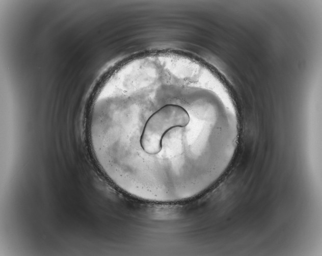 X0000086220832200704121855