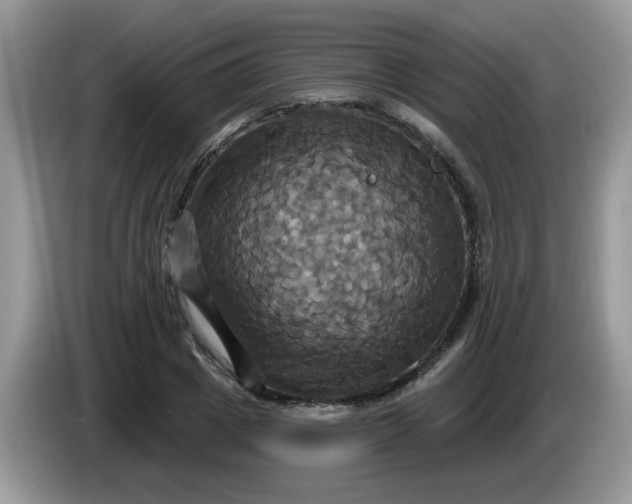 X0000086220833200704121855