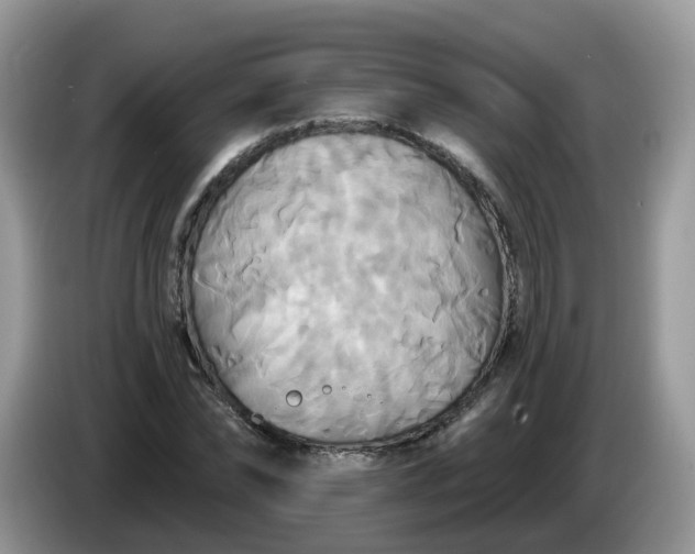 X0000086220878200704121855