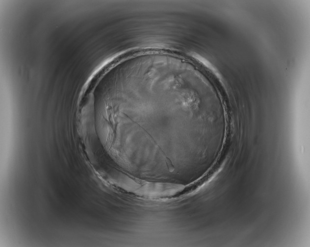 X0000086220925200704121854