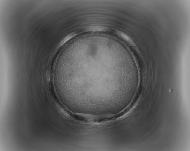 X0000086221017200704121853