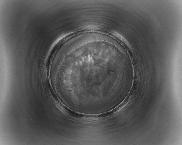 X0000086221027200704121853