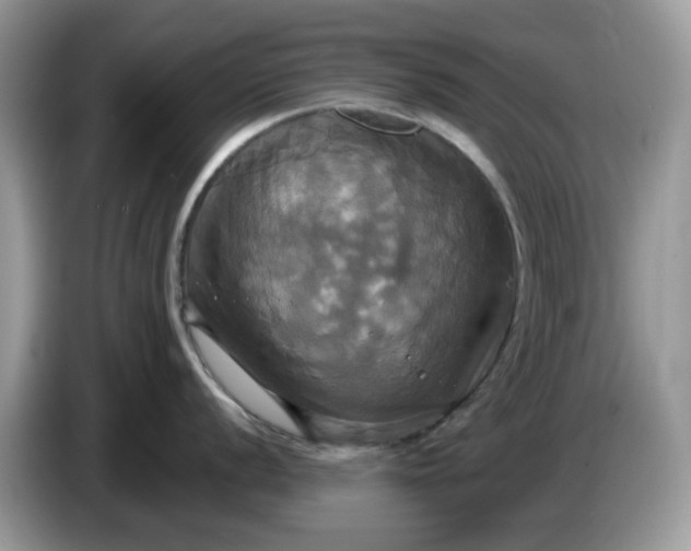 X0000086221056200704121853