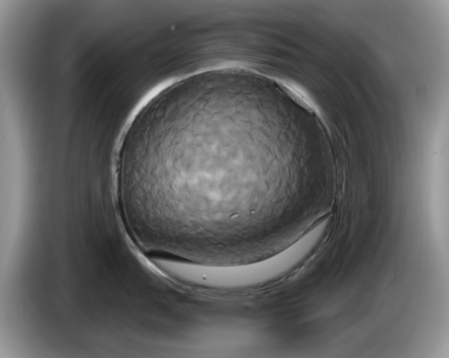 X0000086221151200704121852