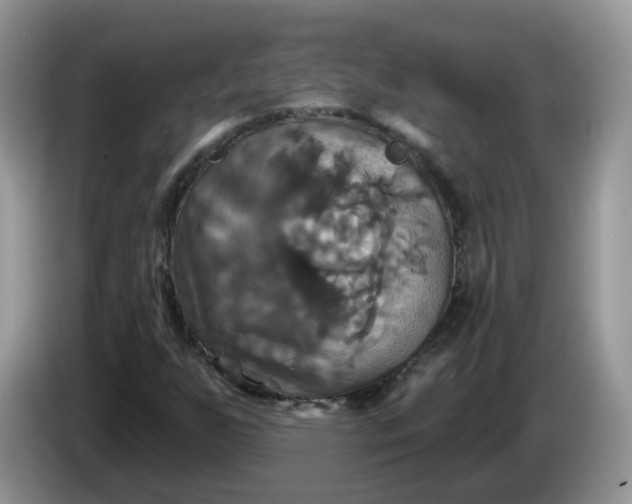 X0000086221255200704121851