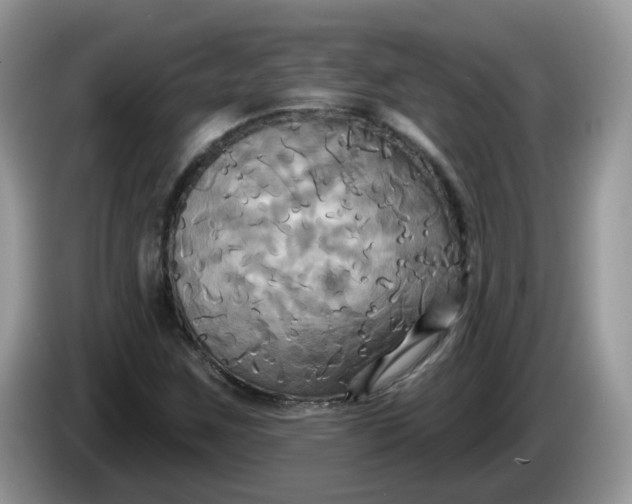 X0000086221259200704121851