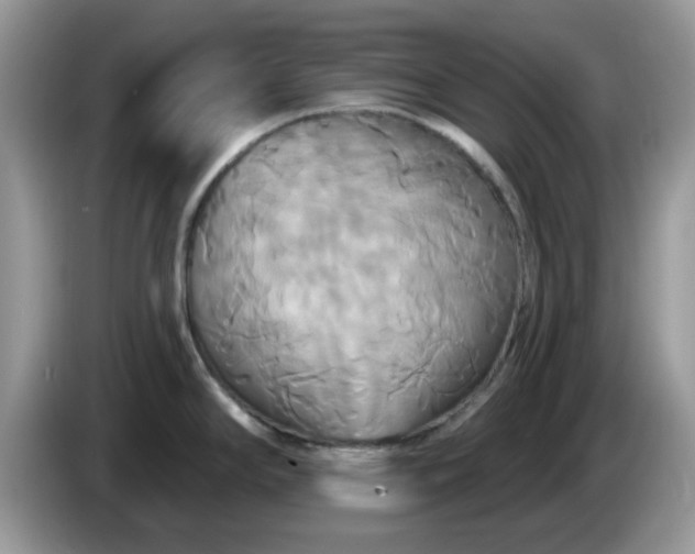 X0000086221294200704121850