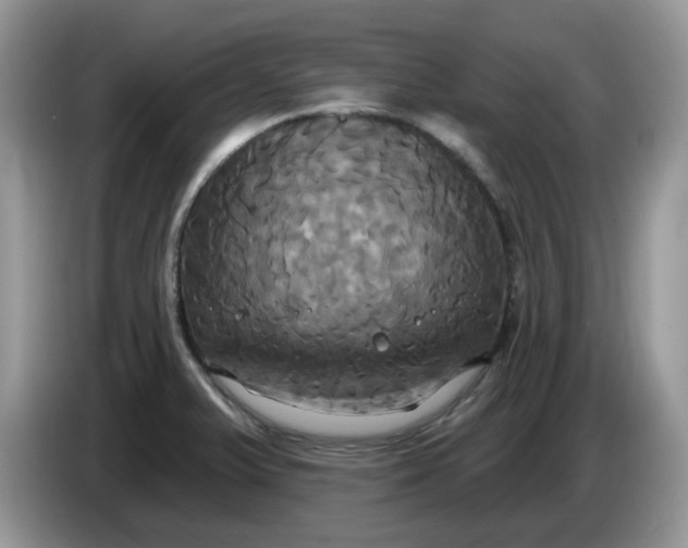 X0000086221375200704121849