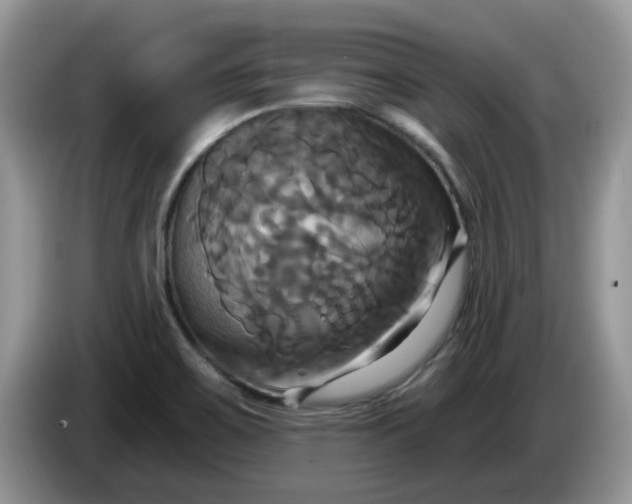 X0000086221467200704121848