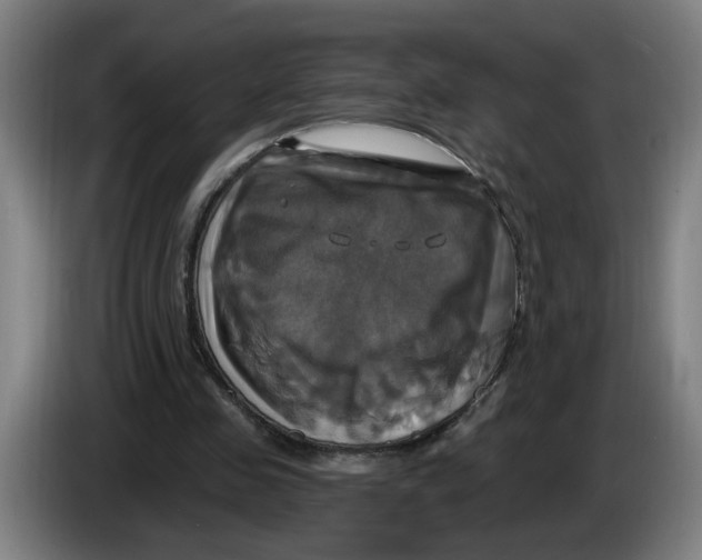 X0000086220341200704191743