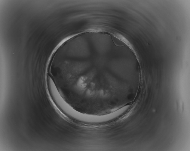 X0000086220803200704191737