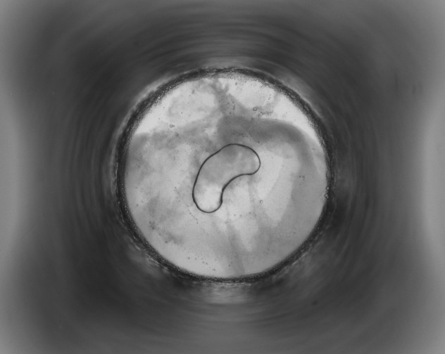 X0000086220832200704191736