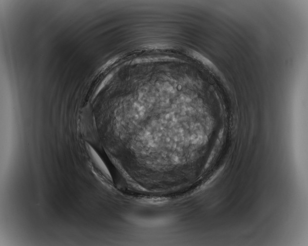 X0000086220833200704191736