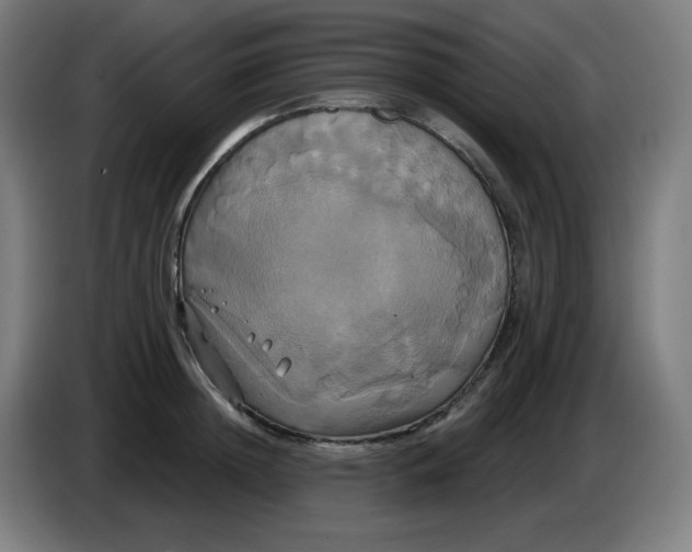 X0000086220852200704191737